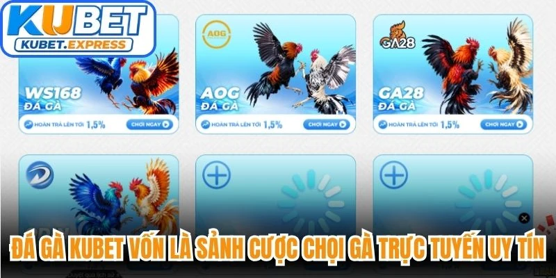 Đá gà Kubet vốn là sảnh cược chọi gà trực tuyến uy tín hàng đầu hiện nay